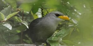 caracteristicas do cucal-verde