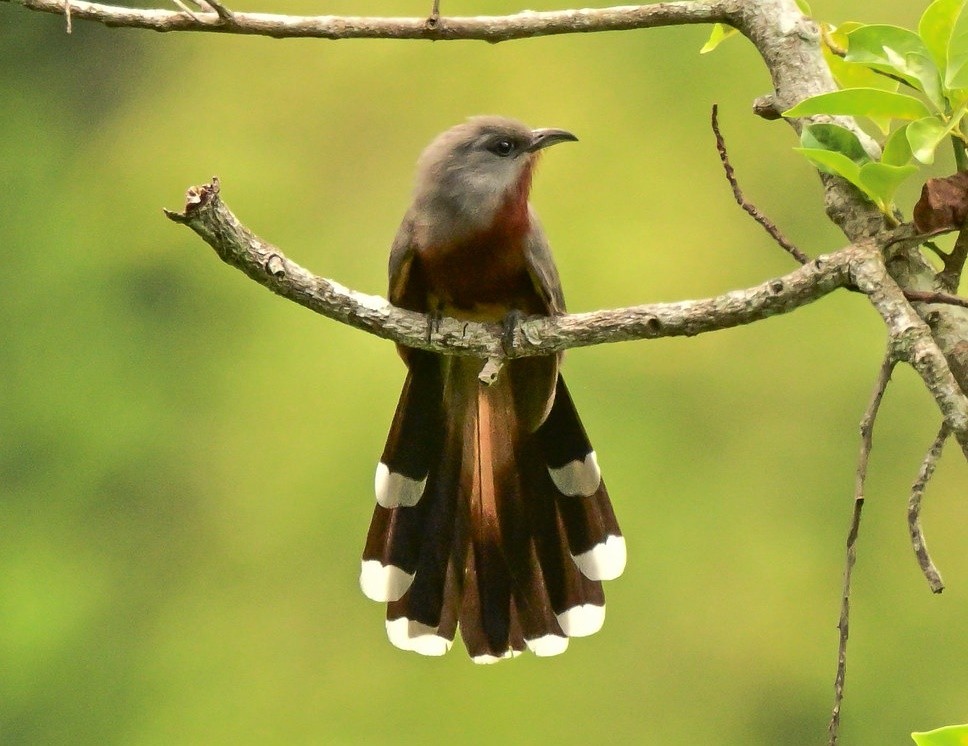 caracteristicas do cuco-de-peito-baio