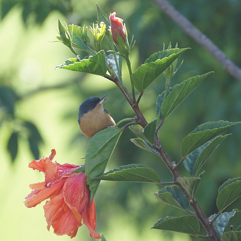 caracteristicas do fura-flor-ferrugíneo