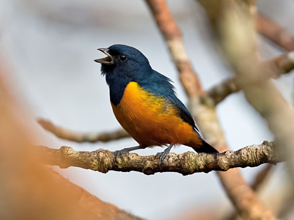 características do gaturamo-do-norte