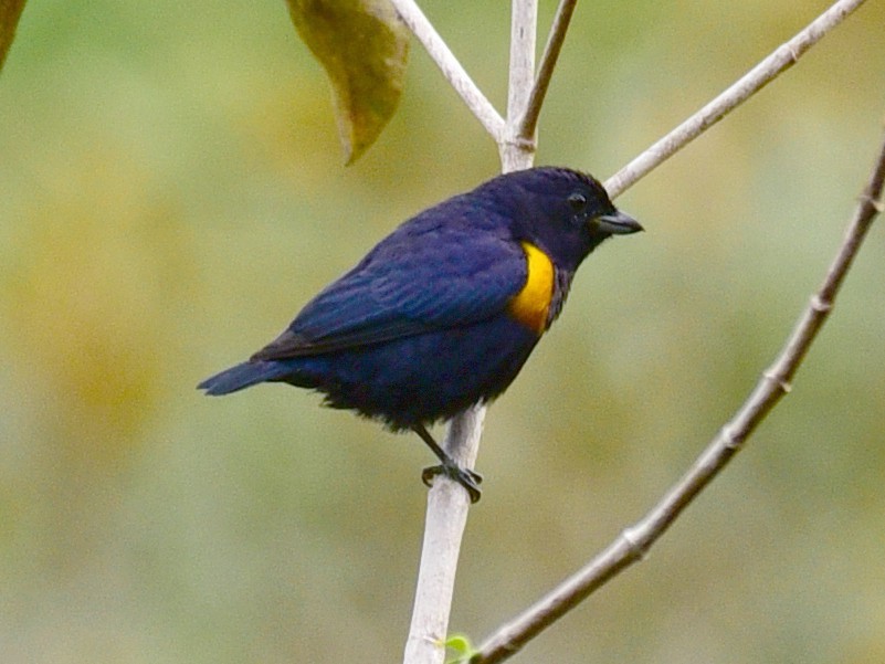 características do gaturamo-preto