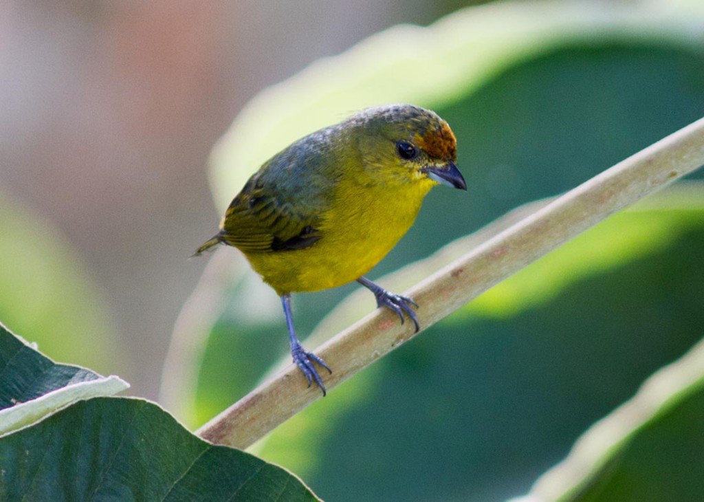 caracteristicas do gaturamo-verde