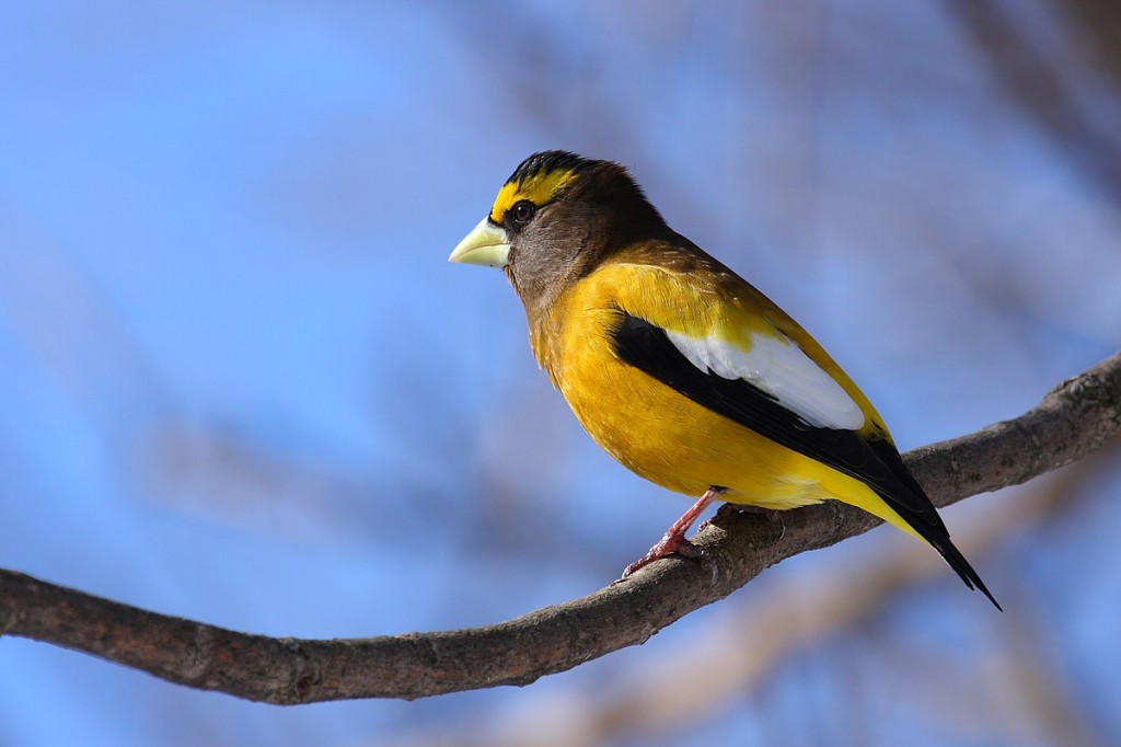 caracteristicas do grosbeak noturno