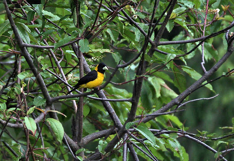 caracteristicas do grosbeak preto e amarelo