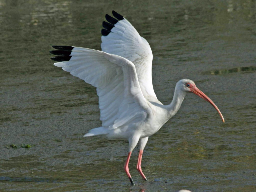 caracteristicas do ibis-branco-americano