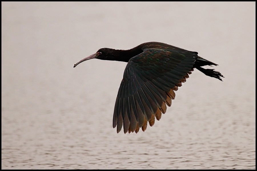 caracteristicas do ibis da puna