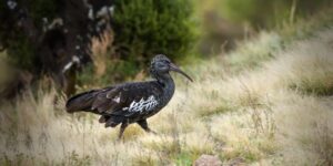 caracteristicas do ibis-de-barbela