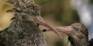 caracteristicas do ibis de cara negra