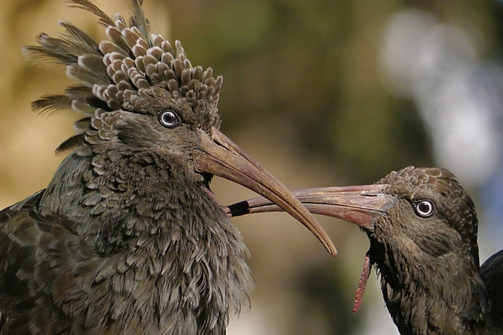 caracteristicas do ibis de cara negra