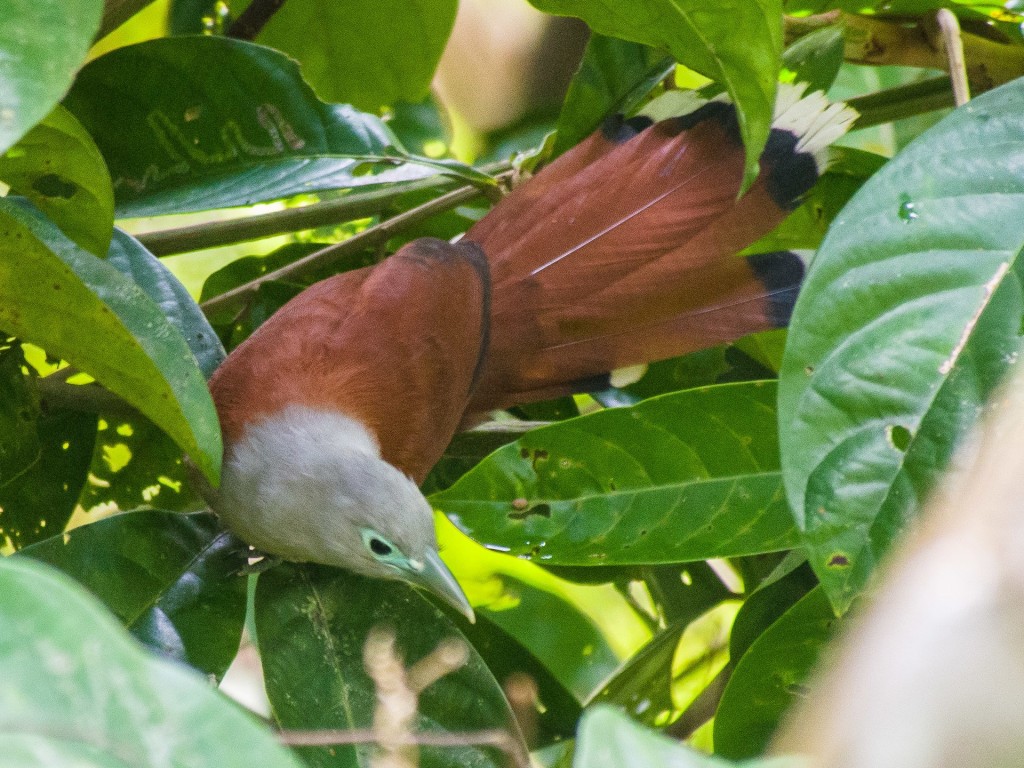 caracteristicas do malcoa-castanho