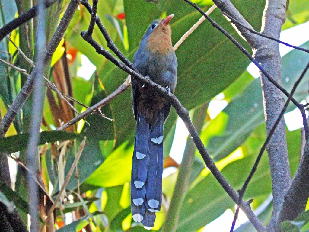 caracteristicas do malcoa-de-bico-vermelho