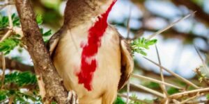 características do picanco rosado