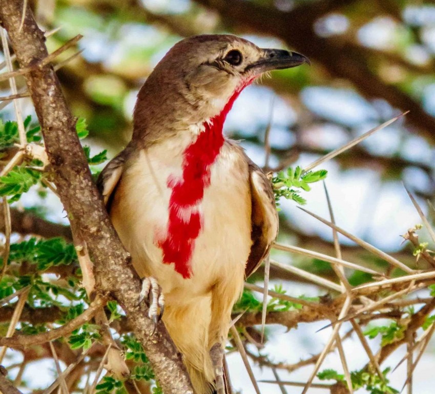 características do picanco rosado