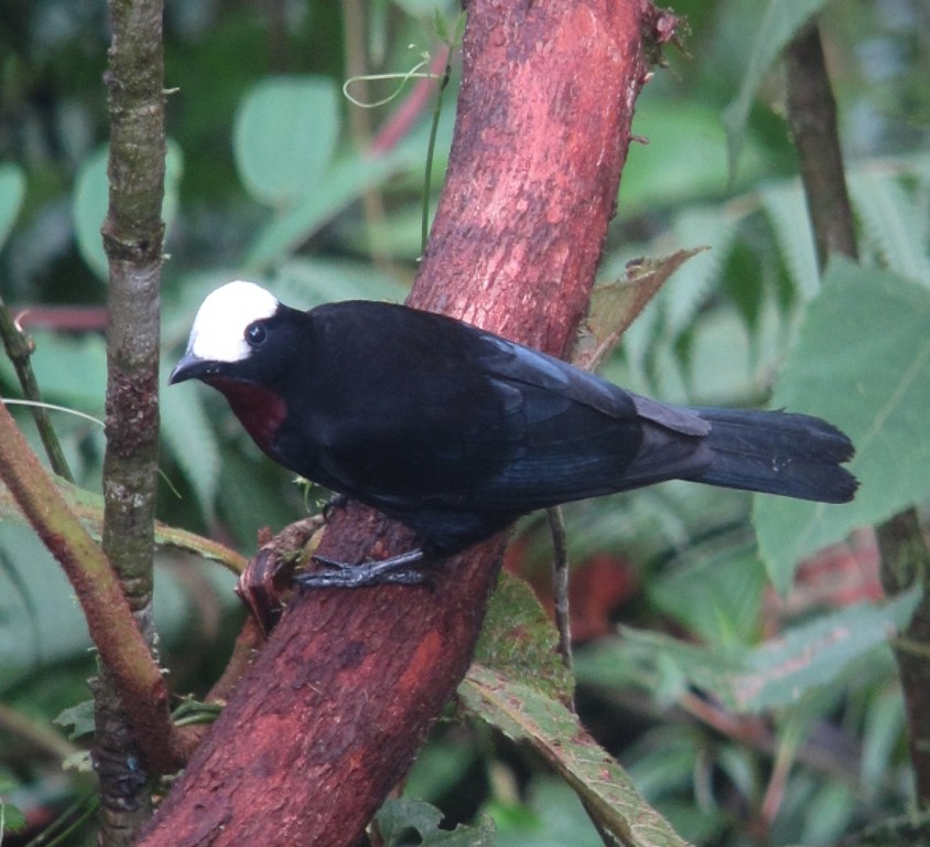 caracteristicas do saira-de-cabeca-branca