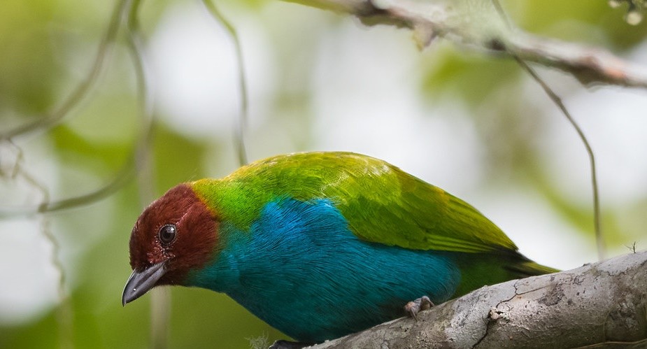 caracteristicas do saira-de-cabeca-castanha