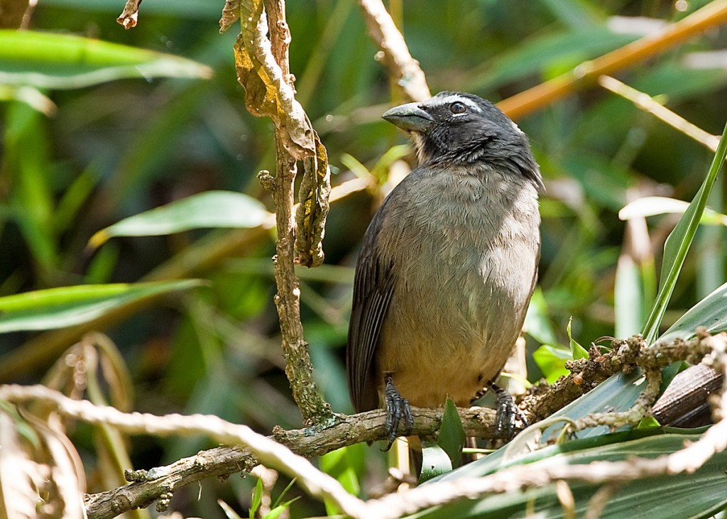 caracteristicas do saltador-de-bico-grosso