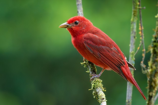 características do sanhaco-cor-de-fogo