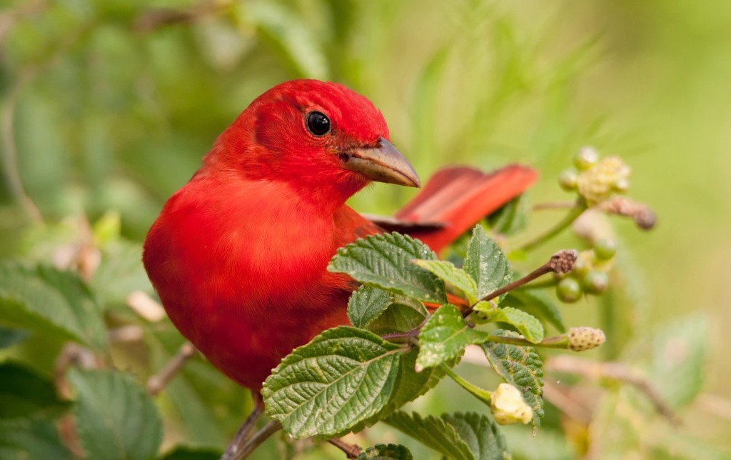 características do sanhaco-vermelho