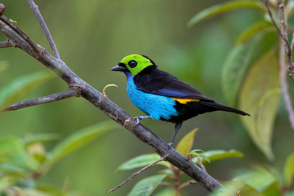 características do sete-cores-da-amazonia