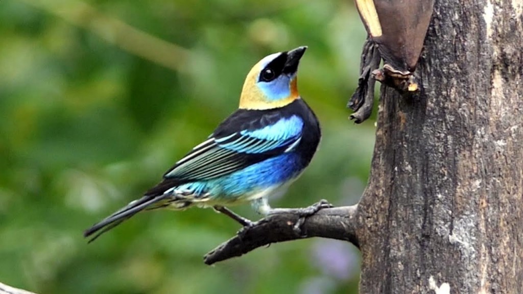 caracteristicas do tangara larvata