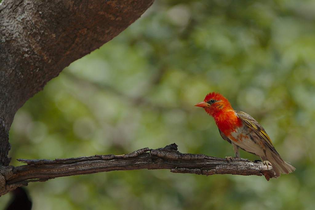 características do tecelao-de-cabeca-vermelha