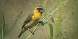 características do tecelao-de-fronte-castanha