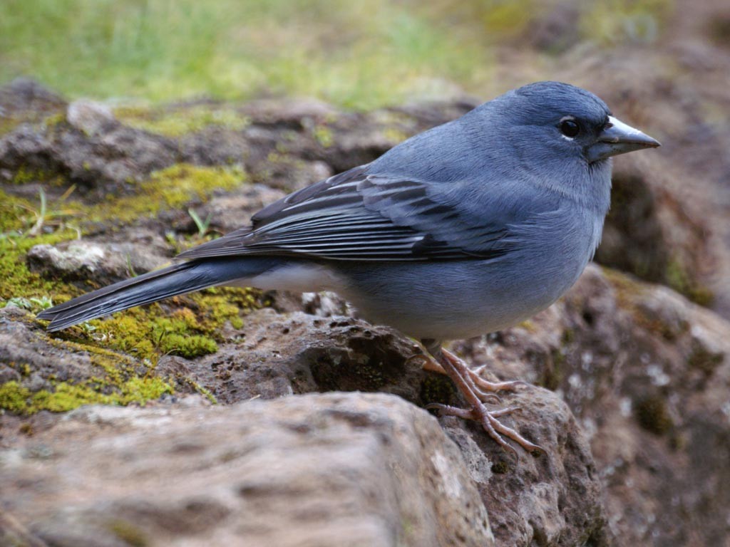 características do tentilhao-azul-de-tenerife