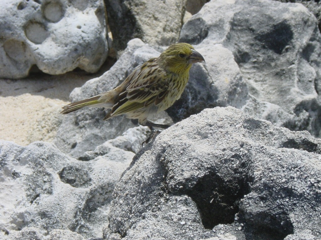 caracteristicas do tentilhao de laysan