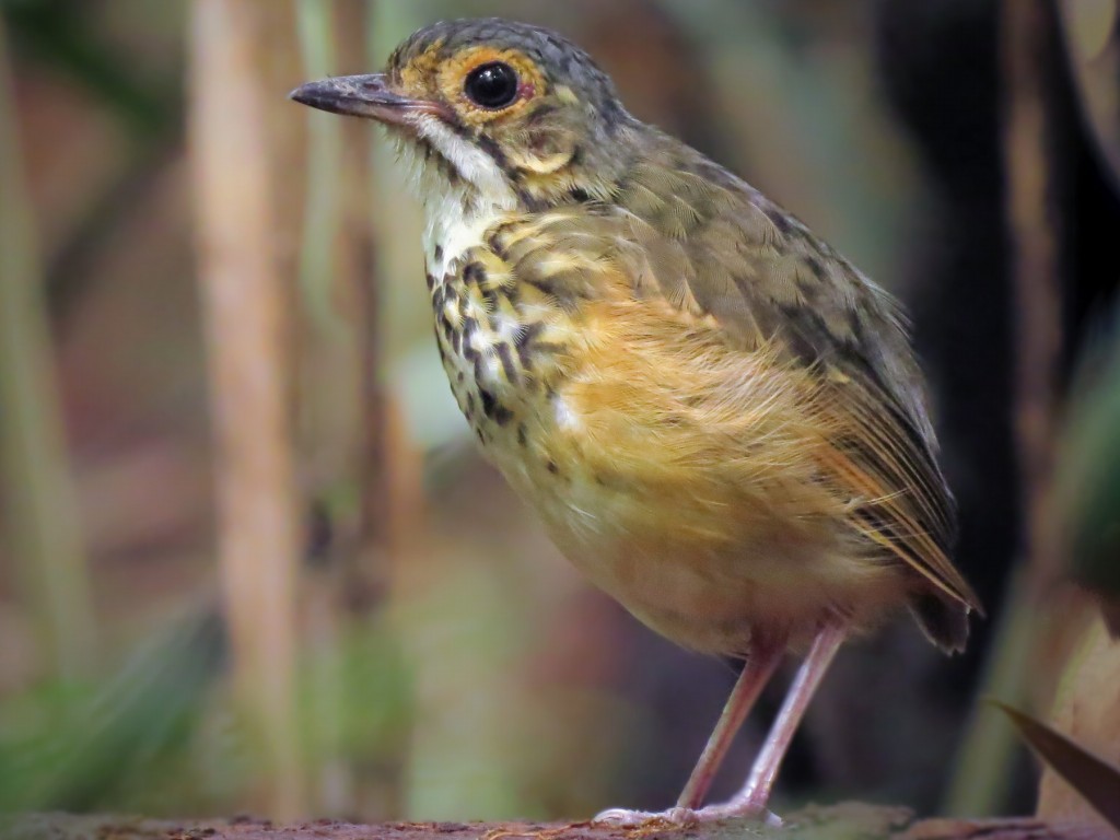 características do torom-carijo