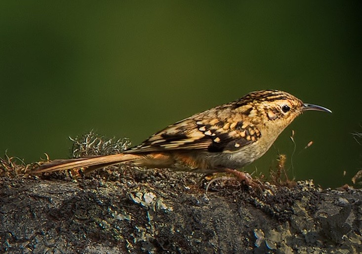 caracteristicas do trepadeira de flanco enferrujado