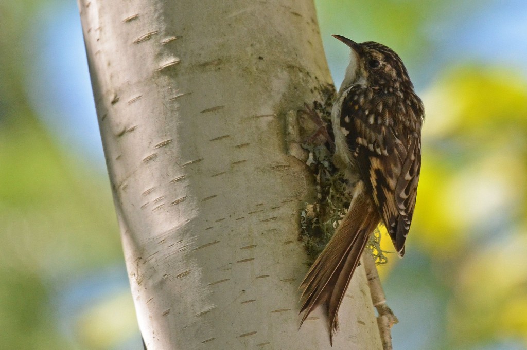 caracteristicas do trepadeira marrom