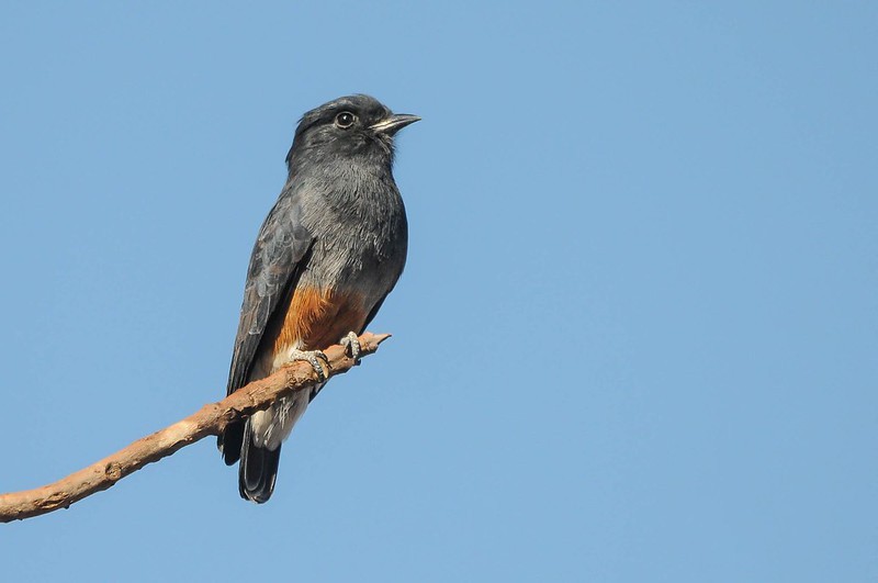 caracteristicas do urubuzinho