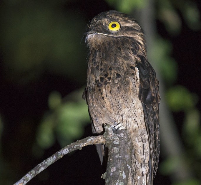 características do urutau-Jamaicano