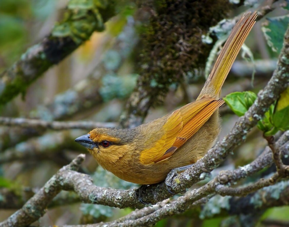 caracteriticas do saira-parda