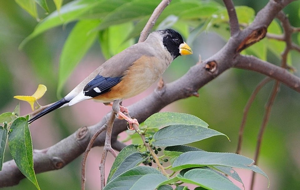 caractersticas do yellow-billed grosbeak