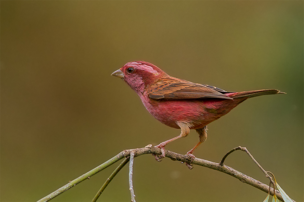 carpodaco de olhos rosados