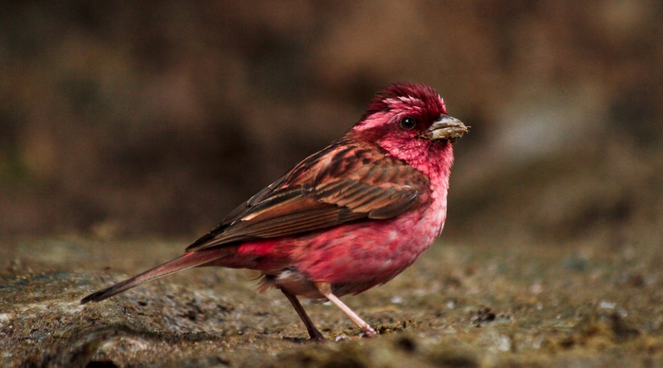 carpodaco de olhos rosados