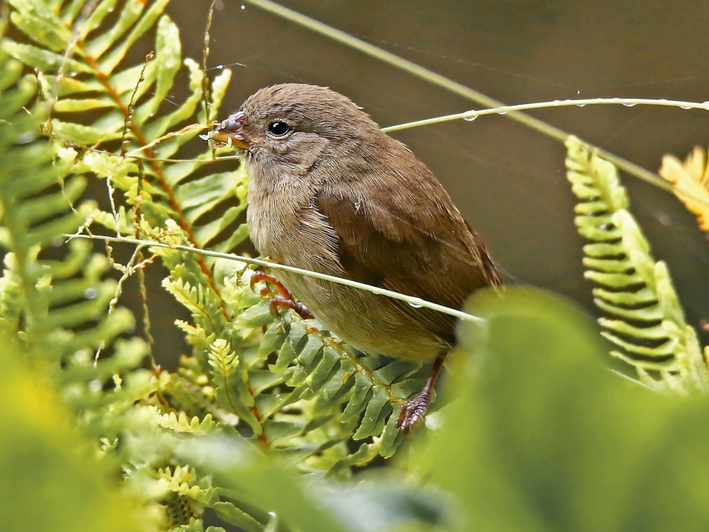 cigarra-parda