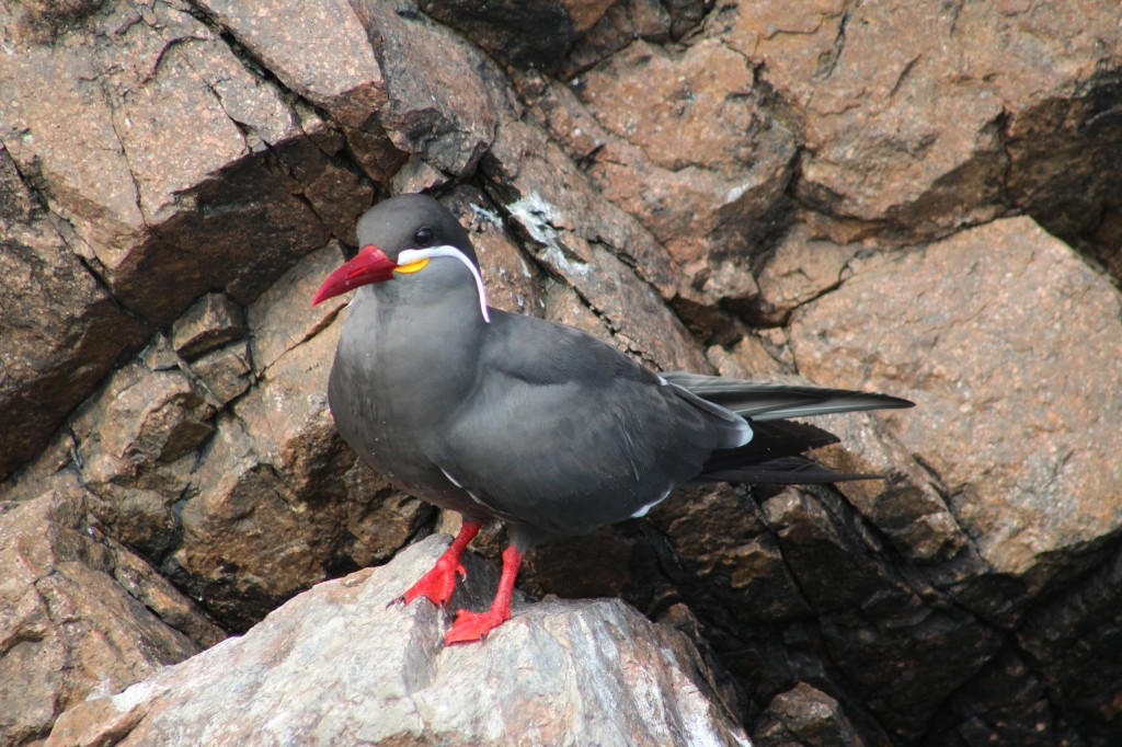 classificacao cientifica da gaivota inca