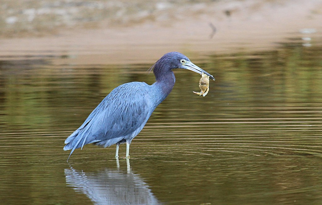 classificacao cientifica da garca azul~1