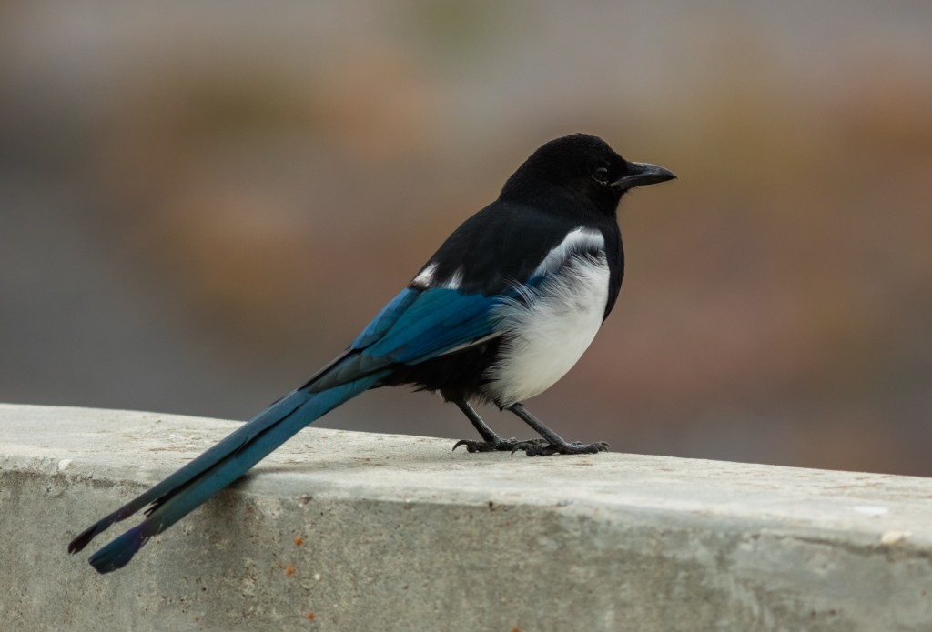 classificacao cientifica do Hudson Magpie~1