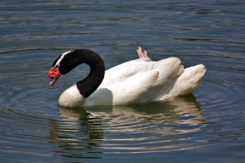 classificacao cientifica do cisne-de-pescoco-preto~1