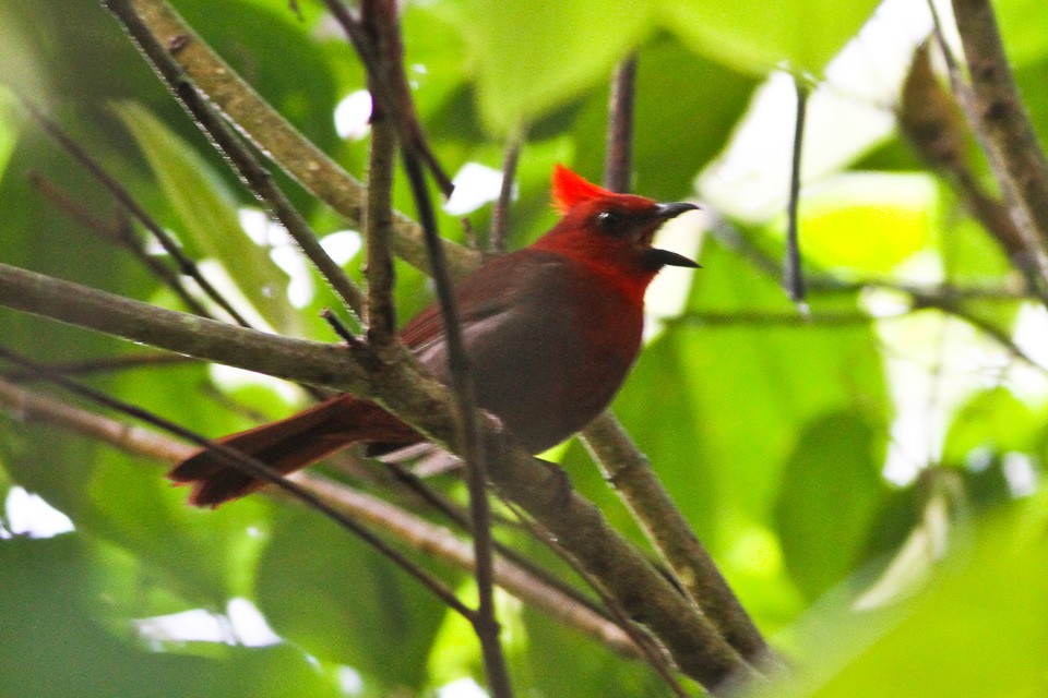 crested ant-tanager