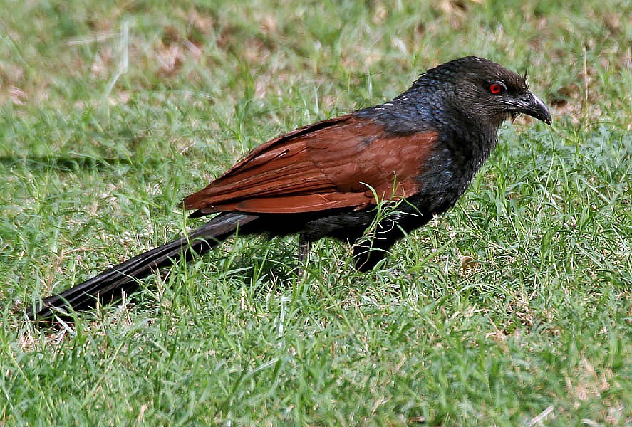 cucal-preto-africano