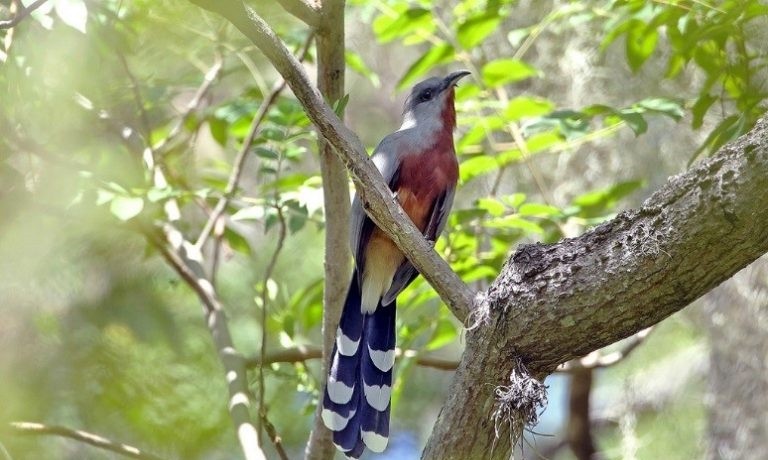 cuco-de-peito-baio