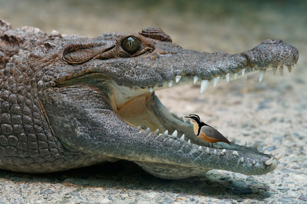 curiosidades sobre a ave-do-crocodilo