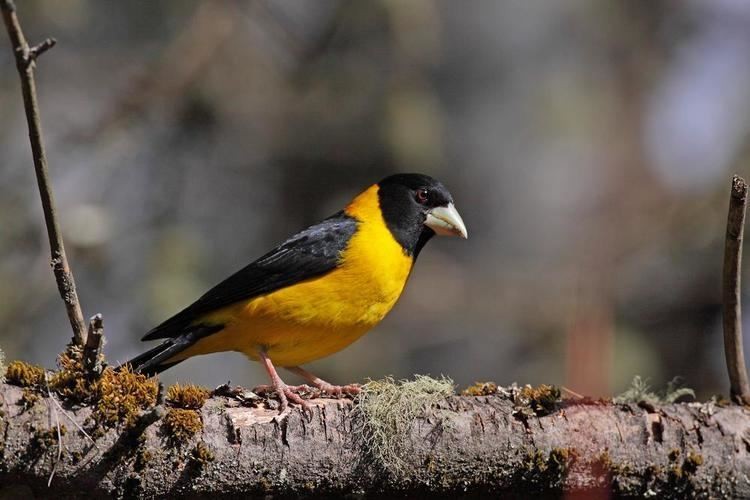 estado de consevacao do grosbeak preto e amarelo