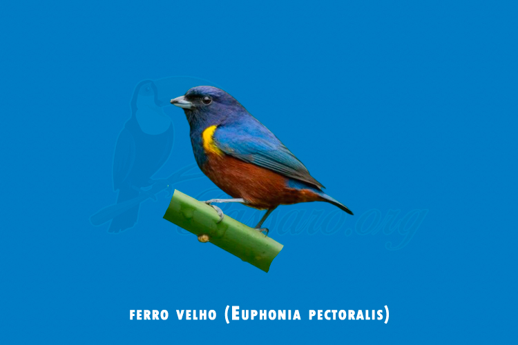 ferro velho (euphonia pectoralis)