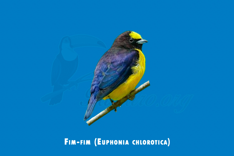 fim-fim (euphonia chlorotica)