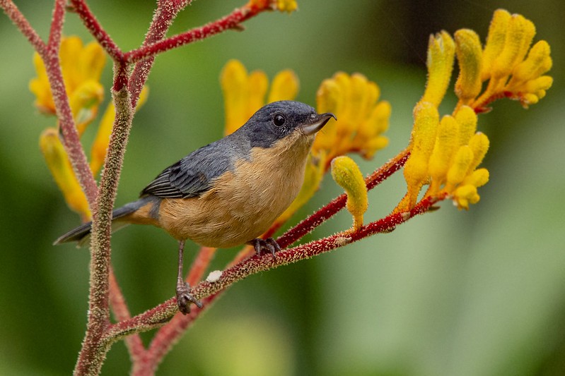 fura-flor-ferrugíneo 